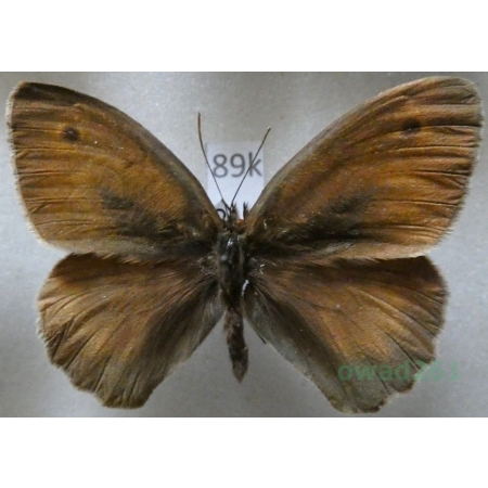 Maniola jurtina (Linnaeus, 1758) male Przestrojnik jurtina Greece, Creta89k